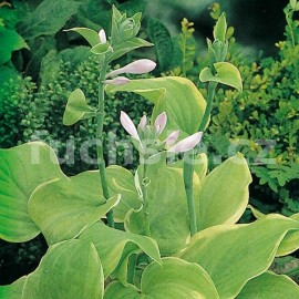 Hosta Fragant Bouquet-Bohyška