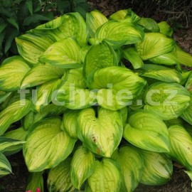 Hosta Stained Glass- Bohyška