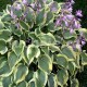 Hosta Pilgrim, Bohyška