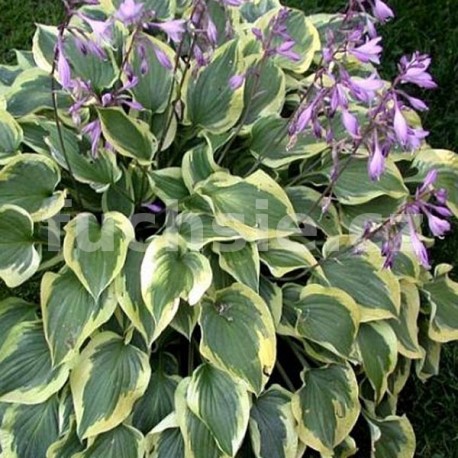 Hosta Pilgrim, Bohyška