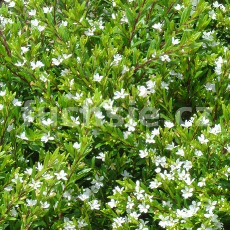 Kupea bílá (Cuphea Hyssopifolia)