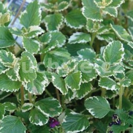 Plectranthus Coleoides Molice