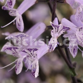 Molice Plectranthus  Mona Purple