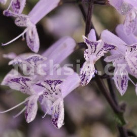 moud - Plectranthus