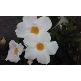 Mandevilla , Sandevilla bílá