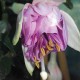 Marion Schlestein Fuchsie (Fuchsie)