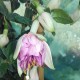 Marion Schlestein Fuchsie (Fuchsie)