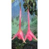 Martin Beye (Fuchsie)