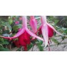 Kleine Bühne Fichtelgebirge (Fuchsie)