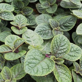 Molice brvitá – Plectranthus ciliatus