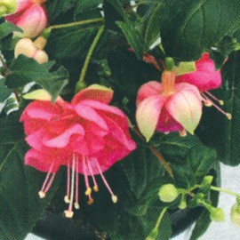 fuchsie Jollies Corse - Fuchsia Jollies Corse