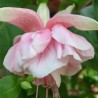 Pink Favorit