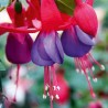 Fuchsini Red-blue