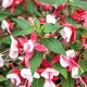 Fuchsita XL Deep Rose-white
