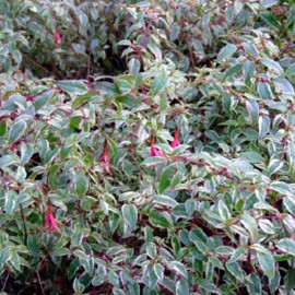 Magellanica Tricolori Fuchsie mrazuvzdorná