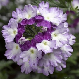 Verbena – modro-bílá