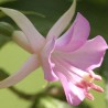 Summer Daffodil Fuchsie