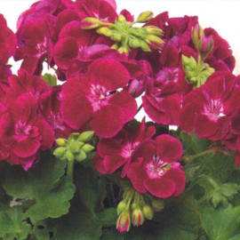 Pelargonie zonale-bordo červený se světlým okem, nižší kompaktní vzrůst, zonale, vzpřímený