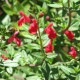 Šalvěj (Lemmonova) – Salvia lemmonii