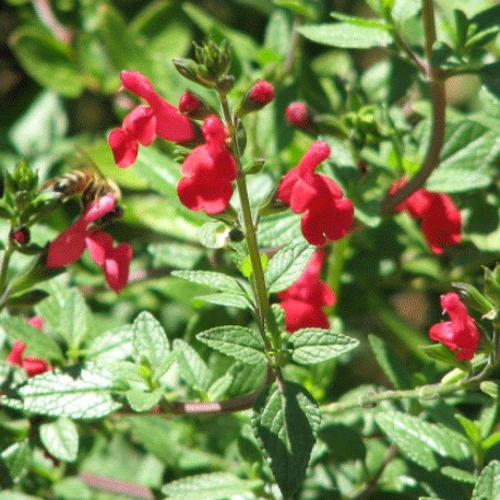 Šalvěj (Lemmonova) – Salvia lemmonii