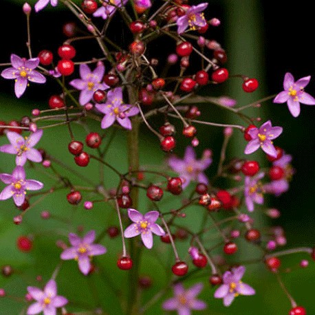 Talinum latnaté  – Talinum paniculatum