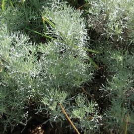 Pelyněk s vůní Coca Coly – Artemisia alba