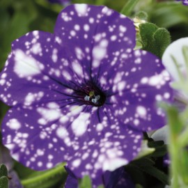 surfinie Night Sky - Petunia surfinia Night Sky