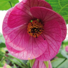 Pokojová lipka – Abutilon růžovo fialový