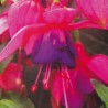 Leonita Rose-Violet