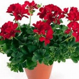 pelargonie Two-in-One Red - Pelargonium Two-in-One Red