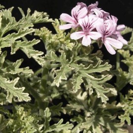 pelargonie Lady Plymouth - Pelargonium graveolens Lady Plymouth