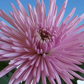 listopadka Spider - Chrysanthemum Spider