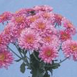 listopadka Rosita - Chrysanthemum Rosita