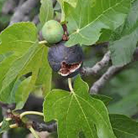 Fík – Ficus carica