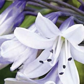 Agapanthus – Silver Baby 