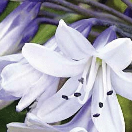 Agapanthus – Shooting Stars