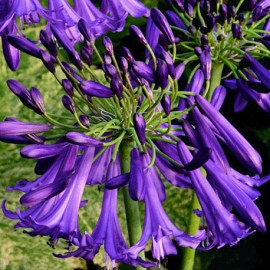 Agapanthus – " Black Buddhist "