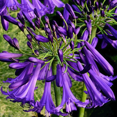 Agapanthus – Polar Star