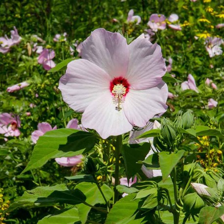 Ibišek bahenní-Hibiscus x moscheutos- bílý
