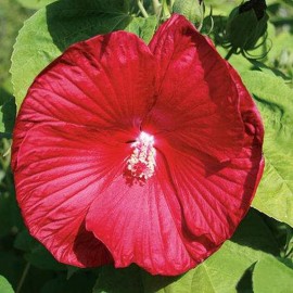 Ibišek bahenní-Hibiscus x moscheutos- červený