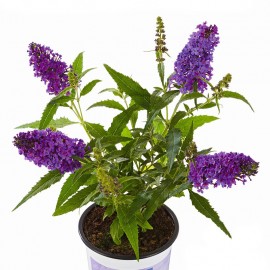 Buddleja cultivars, Motýlí keř, Letní šeřík trpasličí, modrý