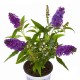 Buddleja cultivars, Motýlí keř, Letní šeřík miniaturní, modrý