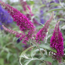 Buddleja cultivars, Summer Bird Raspberry trpasličí, tmavo růžový