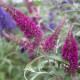 Buddleja cultivars, Motýlí keř, Letní šeřík miniaturní, fialová