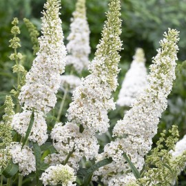 Buddleja cultivars, Motýlí keř, Letní šeřík miniaturní, bílý