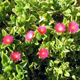 aptnie srditolist - Mesembryanthemum cordifolium