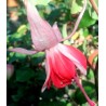 Wattenpost. Fuchsie (Šl. Hartwig Schütt,D,2002)