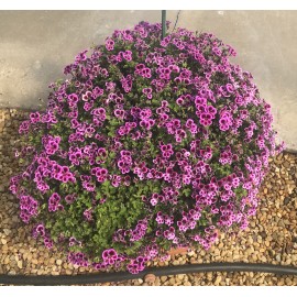 Pelargonie Angeleyes , převislá