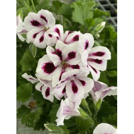 Pelargonie grandiflorum Aristo Purple Sprites,vzpřímený