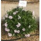 Pelargonie grandiflorum Aristo Purple Sprites,vzpřímený